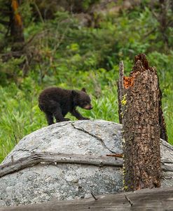 Bear Cub On Rock