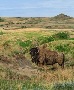 Bison In North Dakota Landscape