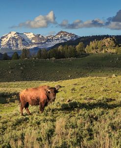 Bison In Yellowstone