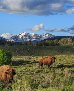 Bison With Mountains (YNP)