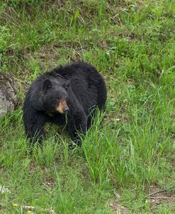 Black Bear (YNP)