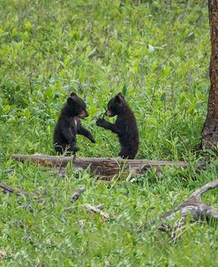 Black Bear Cubs (YNP)