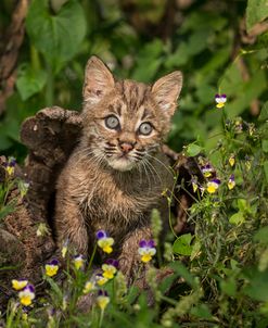 Bobcat Kitten In Wildflowers