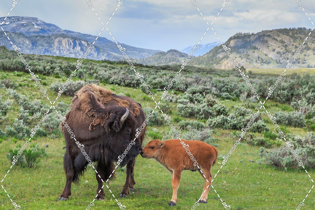 Bison And Calf (YNP)
