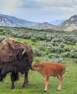 Bison And Calf (YNP)