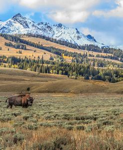 Bison By Electric Peak (YNP)