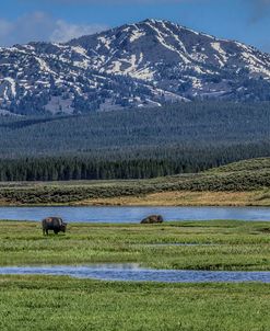 Bison By River
