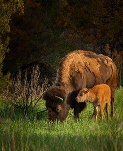 Bison Cow And Calf