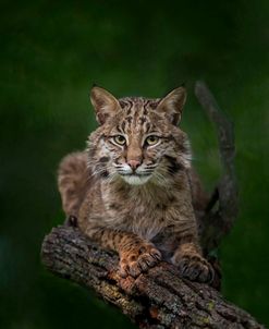 Bobcat Poses On Tree Branch 2