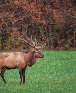 Bull Elk (GSMNP)