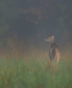 Cades Cove Doe