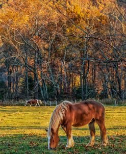 Cades Cove Horses At Sunset