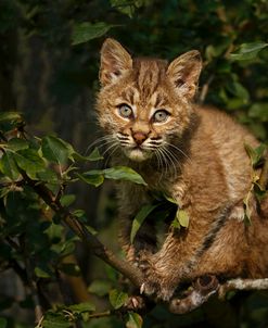 Bobcat Kitten On Branch