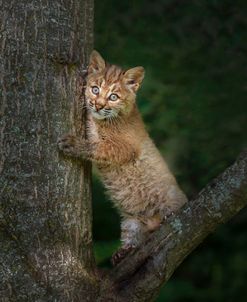 Bobcat Kitten Poses Against Tree Trunk
