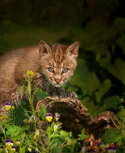 Bobcat Kitten Poses On Log