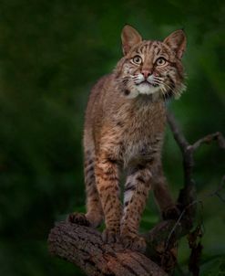 Bobcat Poses On Tree Branch 1