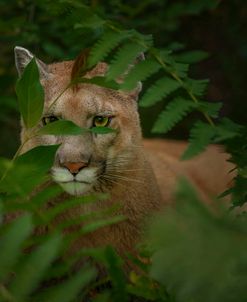 Eyes Of The Forest Ghost