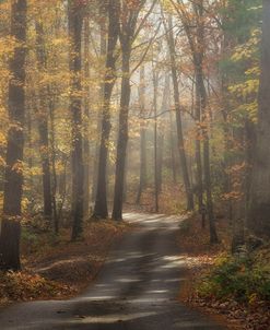 Foggy Forest