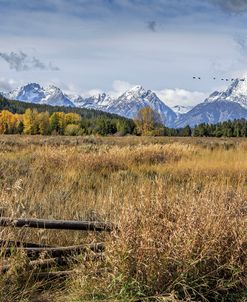 GTNP Scene Mt. Moran