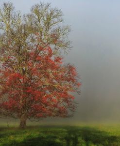 Cades Cove Tree