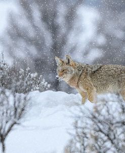 Coyote In Snow