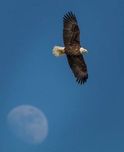 Eagle And Moon