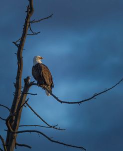 Eagle In (YNP)