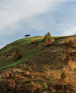 Horse On Hill (TRNP)
