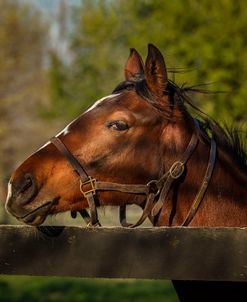 Horse Portrait