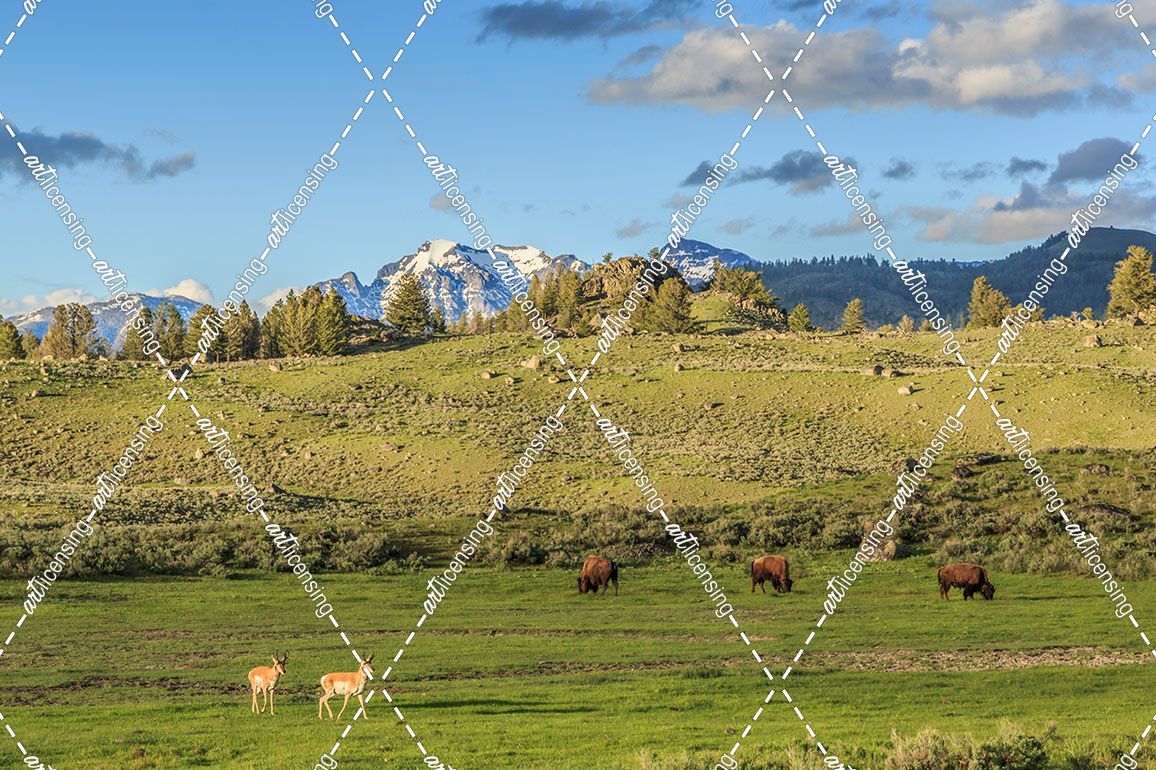 Lamar Valley – Pronghorn And Bison