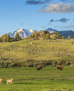 Lamar Valley – Pronghorn And Bison