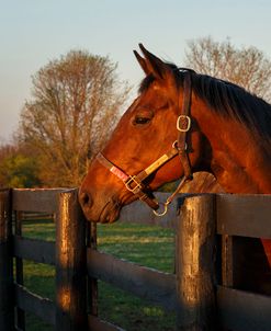 Horse At Sunset