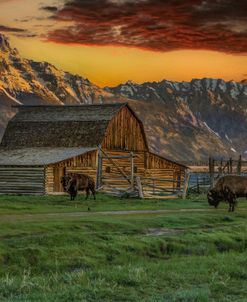 Moulton Barn At Sunrise With Bison