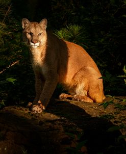 Mountain Lion At Sunrise