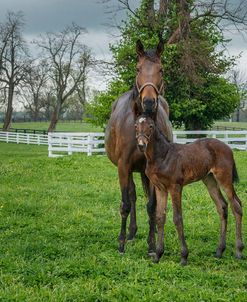 Mare And Foal 2