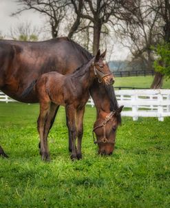 Mare And Foal Together