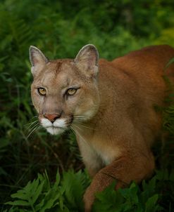 Mountain Lion On The Prowl