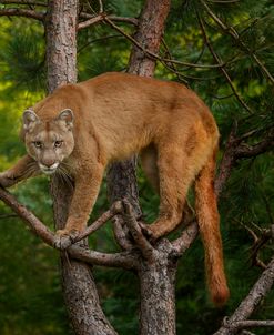 Mountain Lion Stare