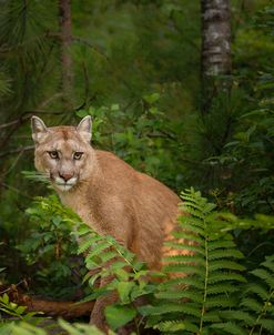 Mountain Lion With Ferns