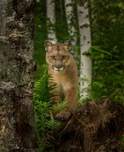 Mountain Lion Forest Pose