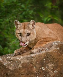Mountain Lion Lunch