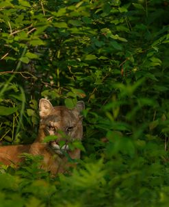 Mountain Lion Lurks In Bush