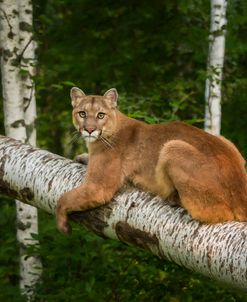 Mountain Lion On Forest Log