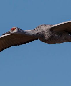 Sandhill Crane In Flight