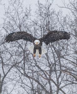 Snowy Eagle