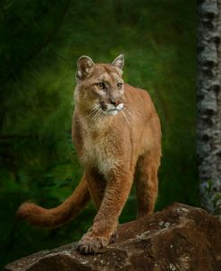 Proud Mountain Lion 2