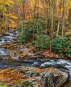 Tremont Stream