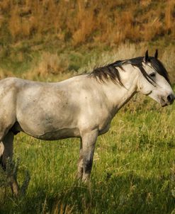 Wild Horse