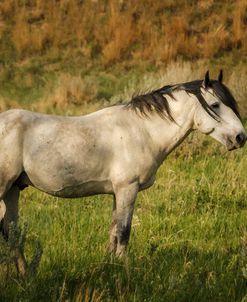 Wild Horse