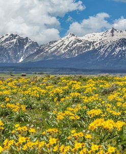 Wild Flowers With Mountains (YNP)